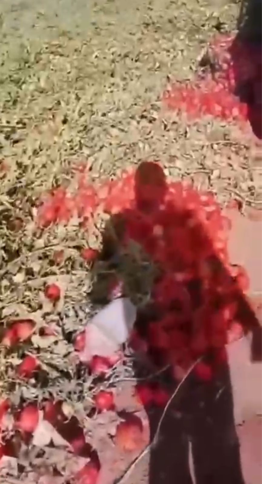 بالفيديو : مواطن يفضح جشع بعض التجار في أسواق الخضار بالأردن