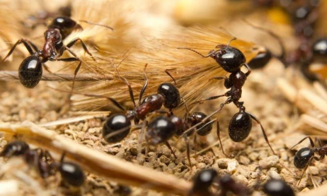 تفسير حلم النمل الأسود للعزباء والحامل