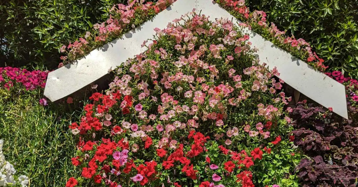 تفسير حلم زهور المنزل للعزباء والمتزوجة وعلاقته بالاستقرار