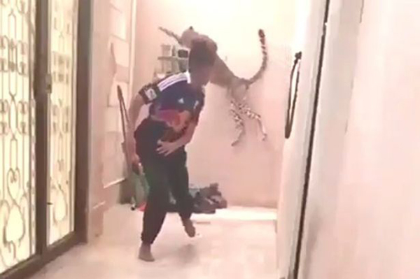 فيديو: نمر يهاجم رجلًا داخل منزله