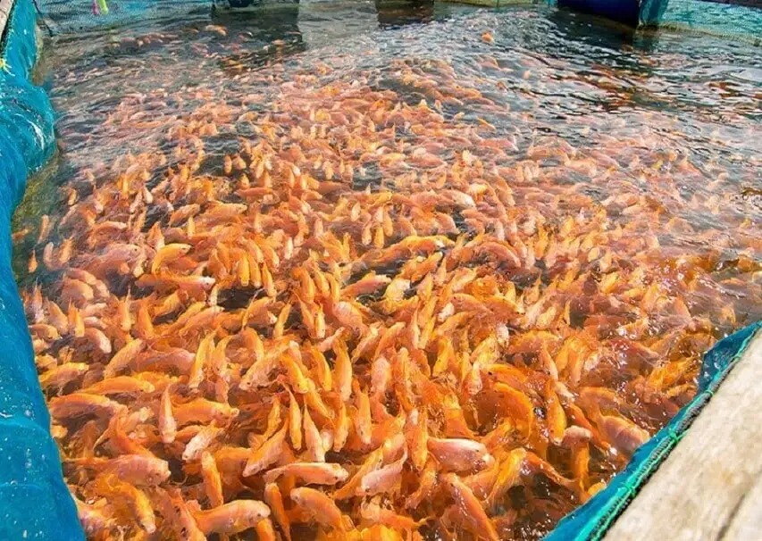 الزراعة لـ"سرايا": استعمال أحشاء الدواجن كغذاء للأسماك يتسبب بالعديد من الامراض وعقوبات رادعة بحق المخالفين