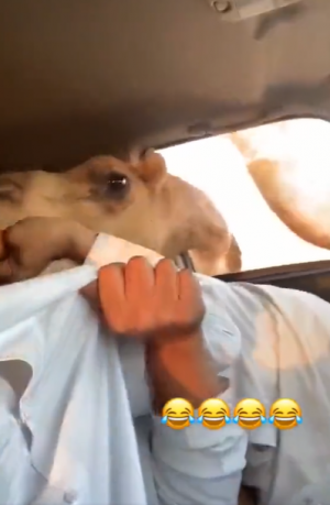 بالفيديو  ..  جمل جائع أقحم رأسه داخل سيارة مرعباً سائقها