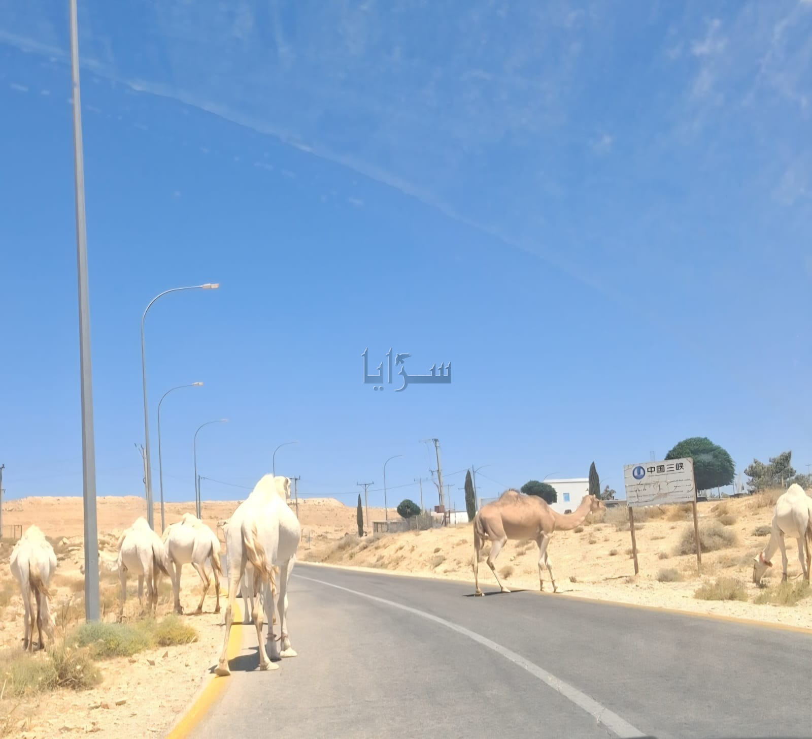 تواجد الإبل على طريق البترا - رأس النقب: مصيدة للحوادث ومطالبات بإجراءات رادعة