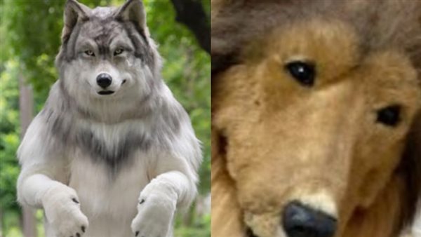 هذا السبب يدفع رجلين للتحول إلى كلب وذئب في اليابان