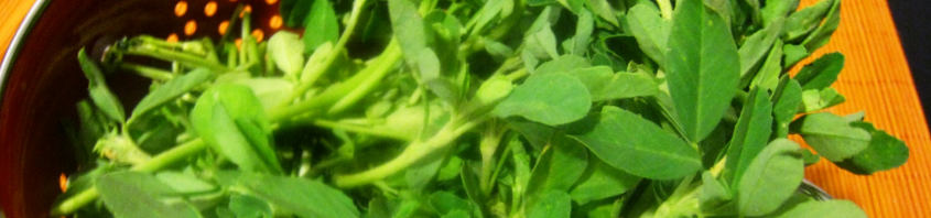 فوائد الحلبة الرومانية