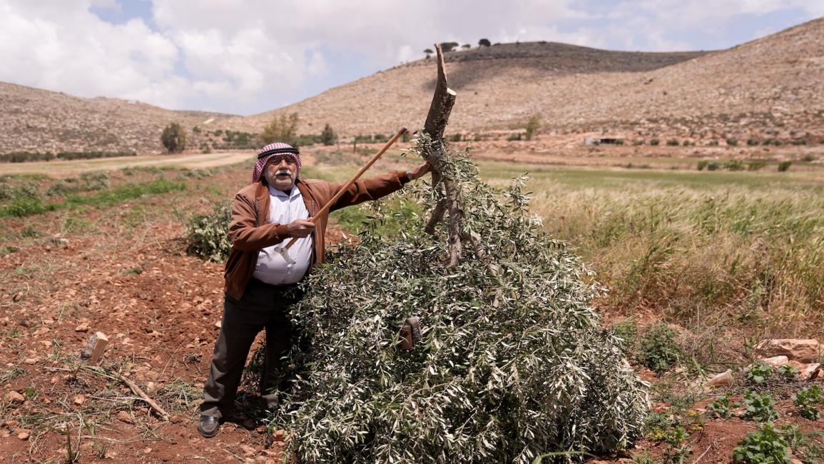 الأمم المتحدة: اعتداءات المستوطنين بموسم الزيتون تهدف لفصل الفلسطينيين عن أرضهم