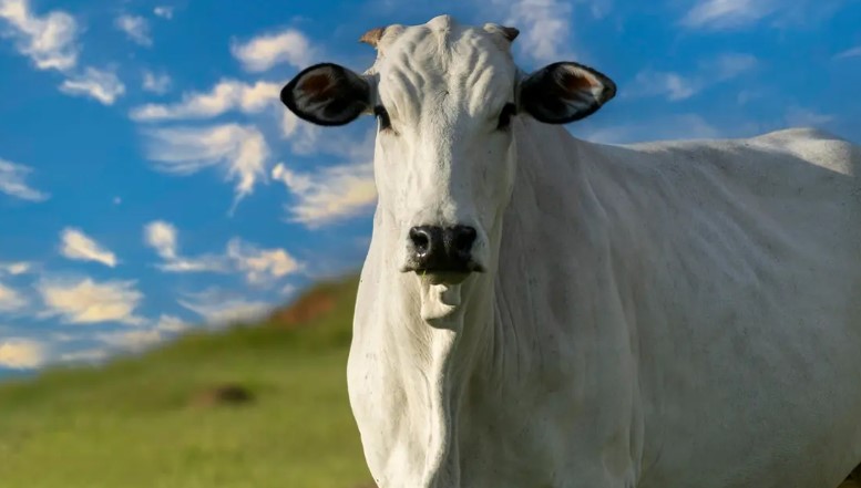 هذه البقرة هي الأغلى في العالم ..  سعرها تخطى 4 ملايين دولار!