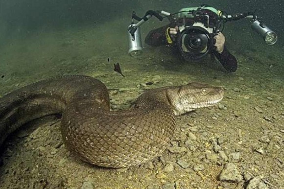 صور ..  مصور يسبح مع الأناكوندا القاتل ليلتقط صوراً له! 