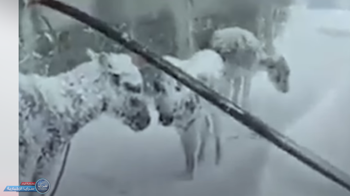 مشاهد عجيبة ..  حيوانات تتجمد كالتماثيل وسط الثلوج في تركيا