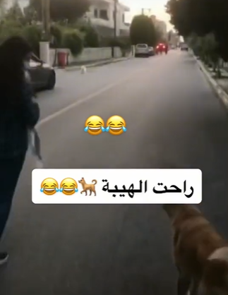  راحت الهيبة  ..  فيديو مضحك 