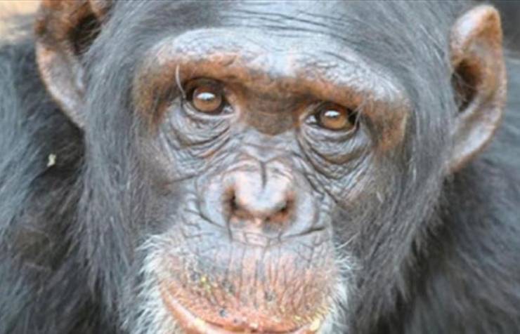 اكتشاف بجسد الشمبانزي يدل على مرض يصيب البشر