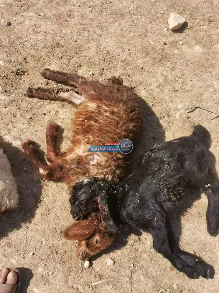 الكلاب الضالة تنهش عدد من الخراف في الأغوار  ..  صور 