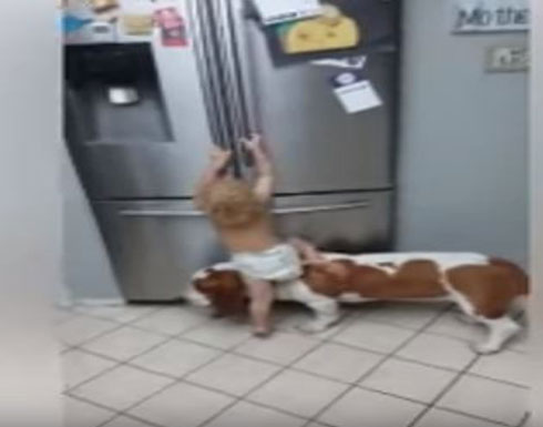 بالفيديو .. كلب يساعد طفلا في عمل إجرامي يشعل الإنترنت