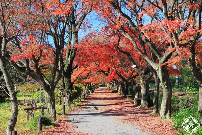 بالصور ..  أجمل 10 حدائق فى طوكيو