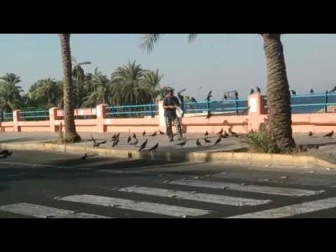 "الغربان" بالعقبة تعلمت من "ابوموسى" قطع ممر المشاه.. وتسمع كلامه بعد ان اطعمها 15 عاما