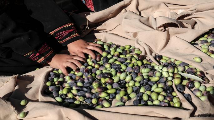 هل يجوز جمع ثمار الزيتون المتساقطة على الأرض بدون إذن صاحب الأرض؟  ..  "الإفتاء الأردنية" تجيب