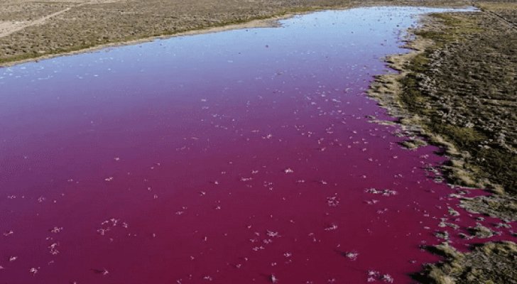 مخلفات شركات صيد تحول بحيرة في باتاغونيا الأرجنتينية إلى اللون الزهري 