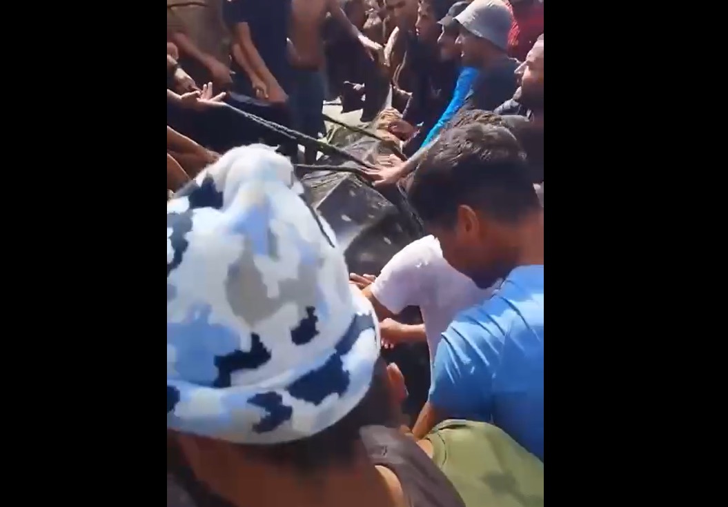 الحصار يدفع الغزيين لصيد المحظور… قرش حوت نادر في شباك الصيادين