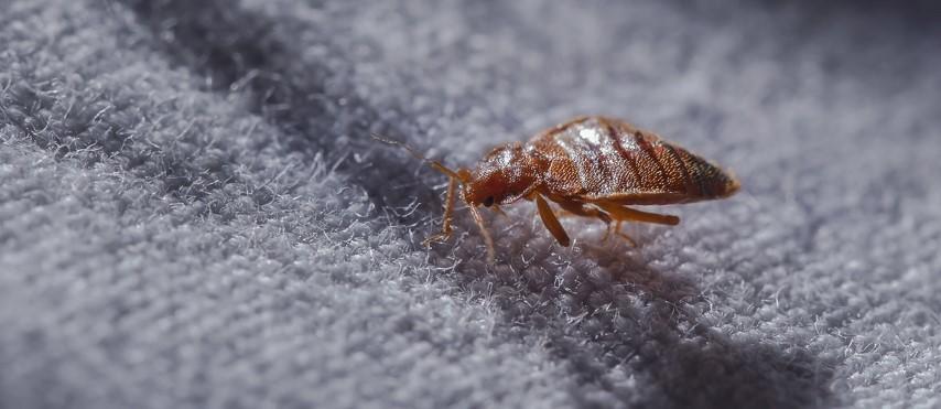 خطوات فعّالة للتخلص من حشرة البق في منزلك