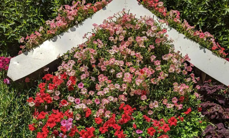 تفسير حلم زهور المنزل للعزباء والمتزوجة وعلاقته بالاستقرار