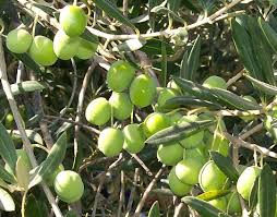 "الزراعة" : تقر بتصدير ثمار من الزيتون إلى إسرائيل