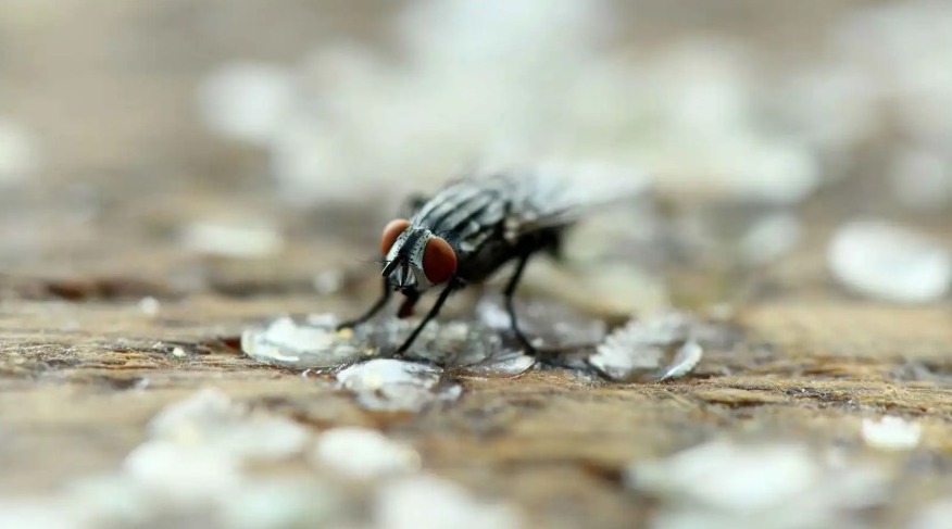 ماذا يحدث عندما تقف ذبابة على طعامك؟ 