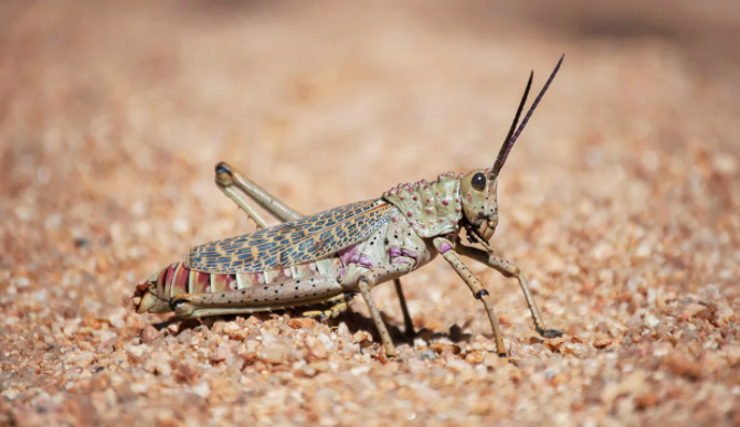 الجراد يصل عمّان  ..  وتحذيرات من الزراعة
