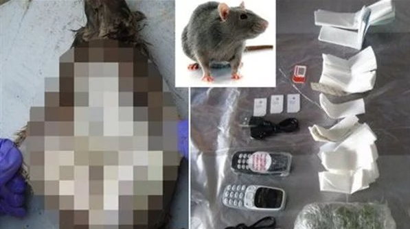 في بطون الفئران ..  أغرب محاولات تهريب المخدرات إلى سجون عدة دول