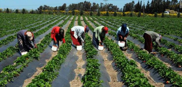 وزير الزراعة السوري: التعاون الزراعي سيحقق أمنا غذائيا للأردن وسوريا والعراق ولبنان