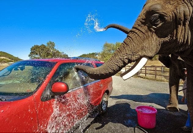 فيل يغسل السيارات مقابل 20 دولار فقط