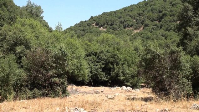 تفاصيل حزينة تقود إلى إنشاء غابة في إربد 