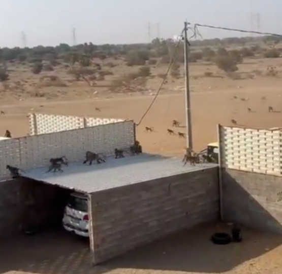 بالفيديو ..  معركة بين قطيعين من القرود واقتحام أحد المنازل في السعودية
