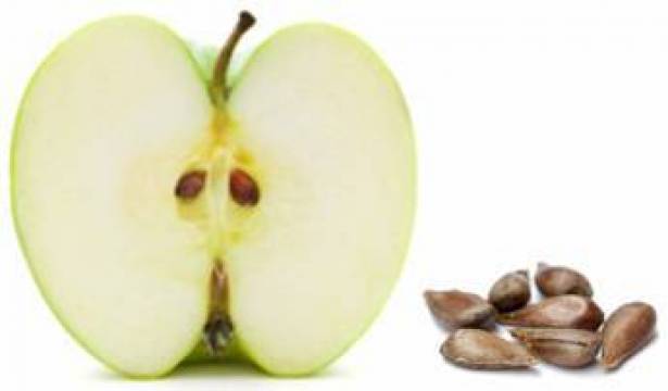 بالفيديو  ..  خطير  هل تعلم ماذا يمكن ان تفعل بك بذور التفاح اذا أكلتها ؟ لا تستهينوا بها!
