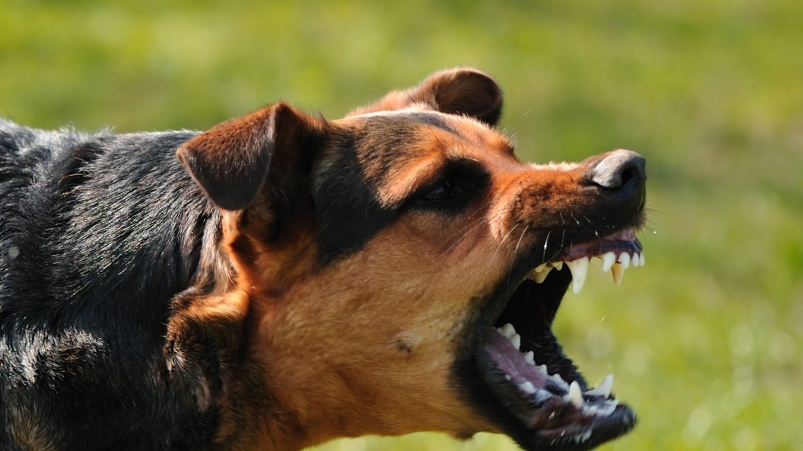 عضة كلب تُكلّف بلدية في إربد 4 آلاف دينار
