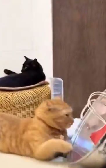 قط يرفض كل وسائل الراحة ولا يقبل النوم إلا في وعاء الطهي ..  فيديو