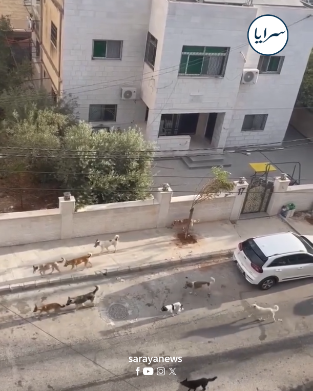 الكلاب الضالة تفرض اقامة جبرية على المواطنين داخل منازلهم  ..  فيديو 