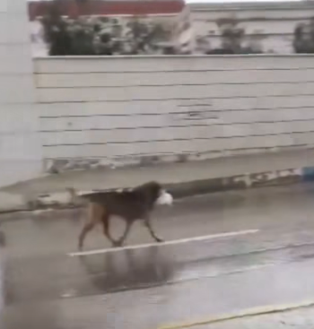 بالفيديو ..  كلب ضال يصطاد أرنب تحت المطر 