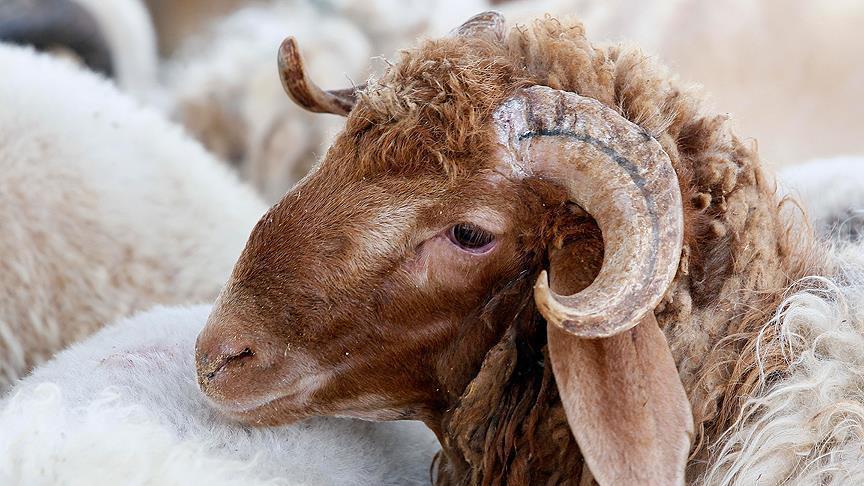  “أمانة عمّان: دوام المسالخ من فجر أول أيام عيد الأضحى وحتى غروب اليوم الرابع