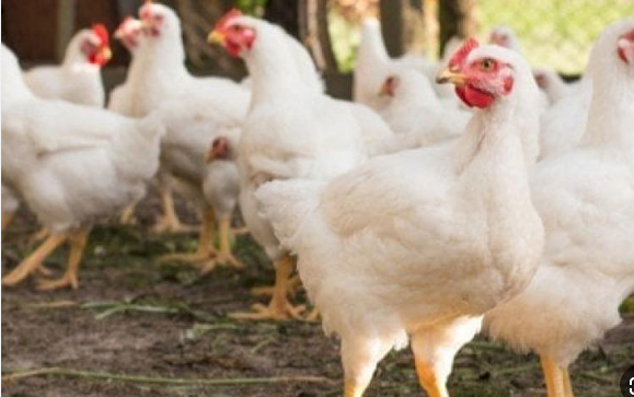  انخفاض أسعار دجاج النتافات في الأردن 