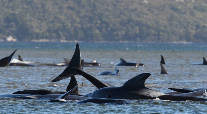 نفوق مئات الحيتان الطيارة في أكبر حدث من نوعه بتاريخ أستراليا
