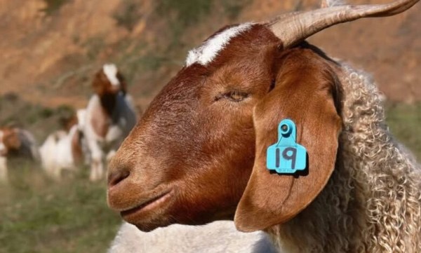 ترقيم 43 ألف رأس من الماشية إلكترونيا في البادية الشمالية الغربية