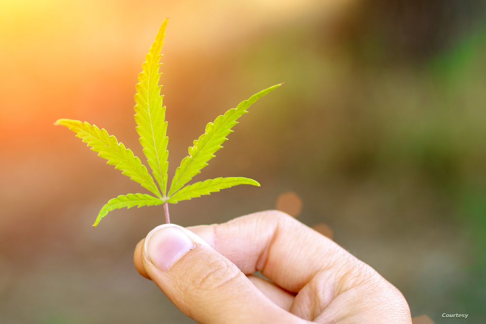 دراسة جديدة ..  القنب يمنع كورونا