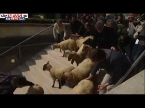 بالفيديو ..  مشهد غير مسبوق ..  الخراف تقتحم متحف اللوفر الباريسي