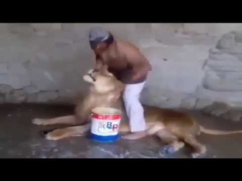 بالفيديو  ..  شاب يمني يداعب اسدا  و يقوم " بتغسيله "!