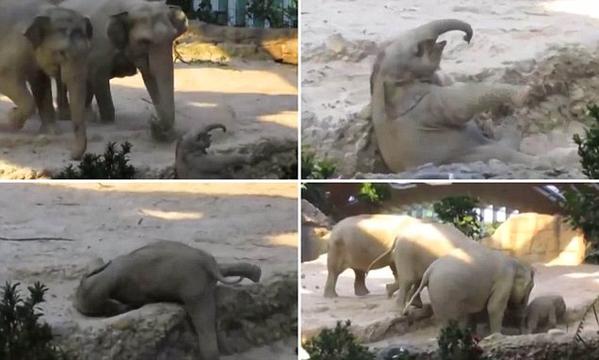 بالفيديو ..  فيل صغير يصرخ طالباً النجدة من أمه