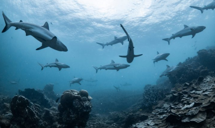 أسماك القرش تحدد اتجاهاتها بالاعتماد على الحقل المغناطيسي الأرضي