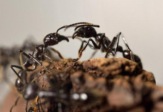 ينجو من الموت ويأكل النمل لـ 6 أيام
