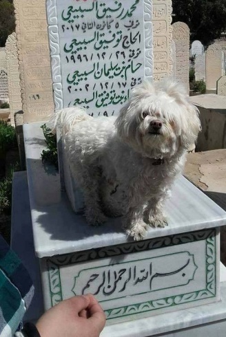 بالصور ..  ابنة رفيق السباعي تصطحب كلبها ليقف على قبر والدها والجمهورغاضب!!