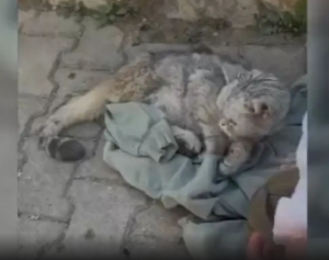 إنقاذ قطة من تحت الأنقاض بعد 49 يوماً على زلزال تركيا