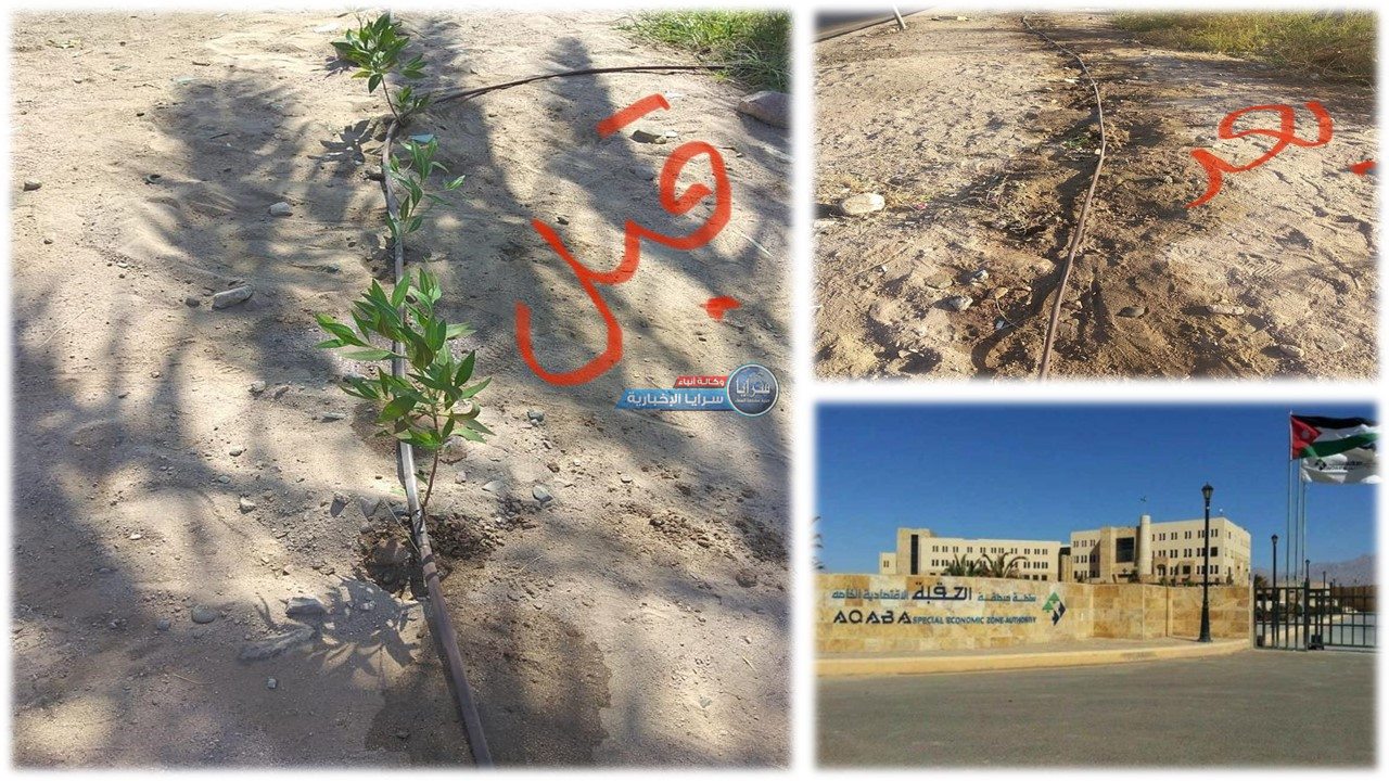 لصوص يسرقون "أشجار المجنونة" بعد زراعتها من قبل سلطة العقبة  ..  صور